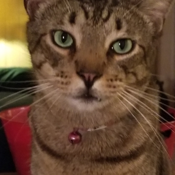 Meet your Posher, Elizabeth - Picture 10 of 16